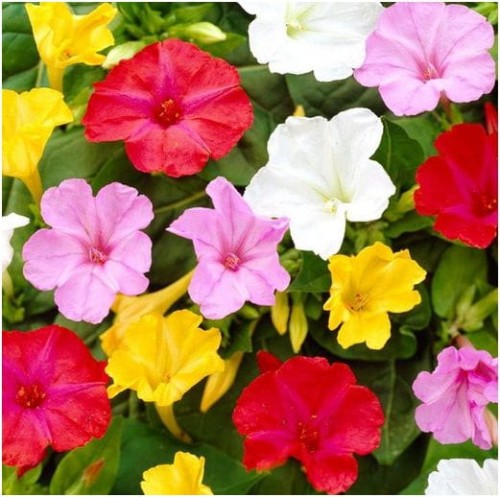 Przejdź do produktu Dziwaczek świeci nocą wabi motyle mirabilis jalapa 5szt