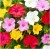 dziwaczek-mirabilis-jalapa.JPG