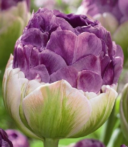 Przejdź do produktu Tulipany lodowe Violet Pranaa 20 szt cebule