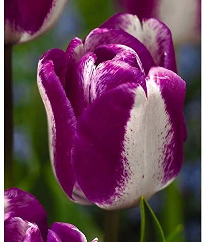 Przejdź do produktu Tulipany triumph HOTPANTS 20szt cebule tulipanów 1278