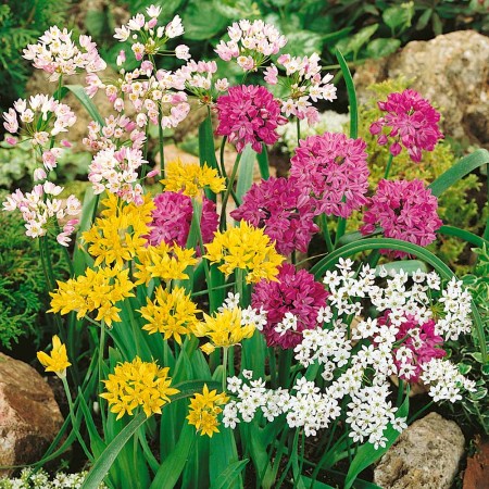 allium-mixed-czosnek-ogrodowy-mix-kolorow.jpg