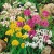 allium-mixed-czosnek-ogrodowy-mix-kolorow.jpg