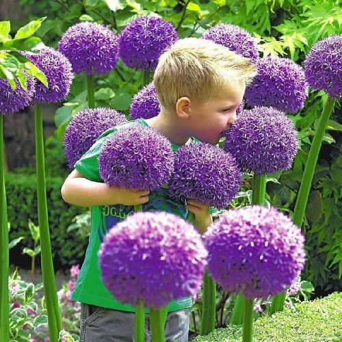 Przejdź do produktu Allium Gladiator czosnek fioletowy 120cm 1794