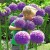 allium-gladiator-czocnek-ozdobny-fioletowy-2.jpg