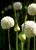 Allium-White-Cloud-czosnek-ozdobny-bialy-2.jpg