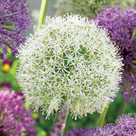 Allium-mount-everest-czosnek-bialy-2.jpg