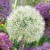 Allium-mount-everest-czosnek-bialy-2.jpg