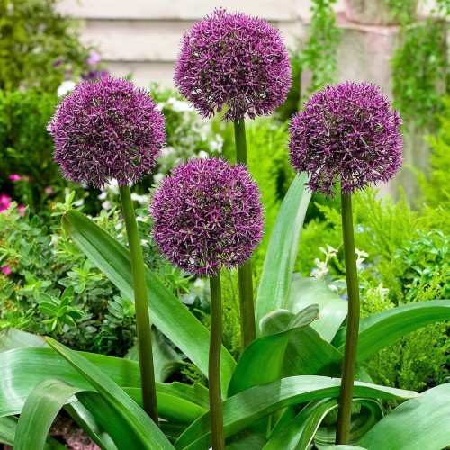 Przejdź do produktu Allium Ostara czosnek ozdobny 40cm 1803
