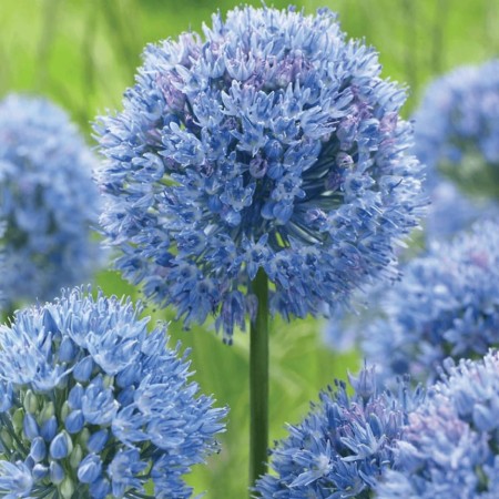 allium-caeruleum-2.jpg