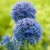 allium-caeruleum.jpg