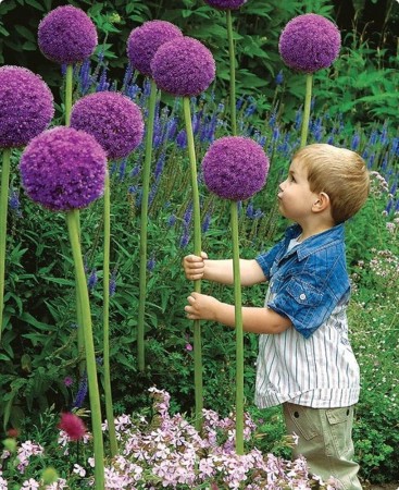 Allium-giganteum_3.jpg