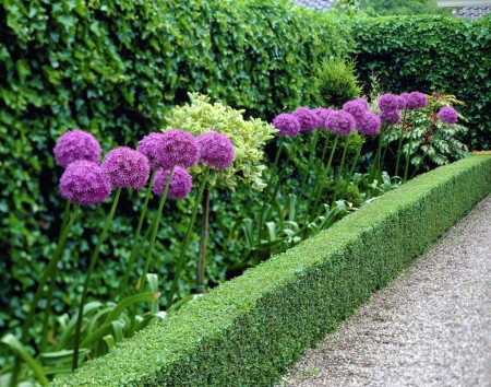 Allium-giganteum-3.jpg