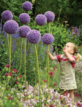 Allium-giganteum-czosnek-ogrodowy-ozdobny.jpg
