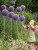 Allium-giganteum-czosnek-ogrodowy-ozdobny.jpg