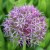 Allium-Christophii-Czosnek-Krzysztofa.jpg