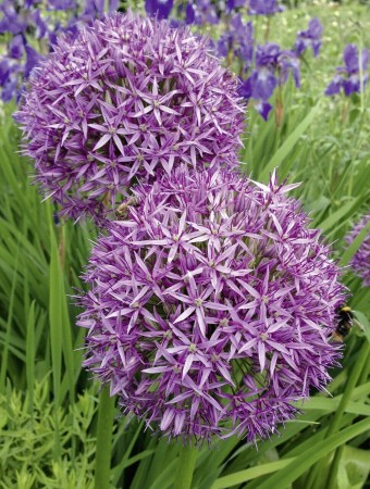 Allium-Christophii-Czosnek-Krzysztofa-bialawy-2.jpg