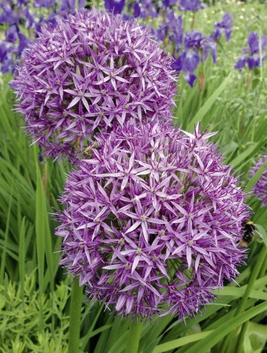 Przejdź do produktu Allium Christophii czosnek Krzystofa 10szt 60cm 1801