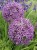 Allium-Christophii-Czosnek-Krzysztofa-bialawy-2.jpg