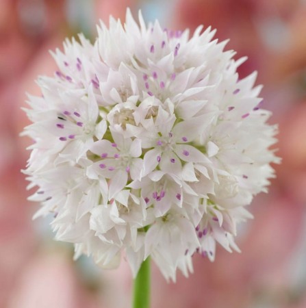 allium-graceful-czosnek-ozdobny-bialy.jpg