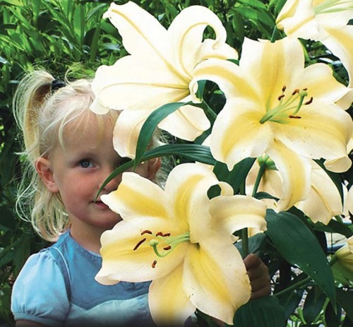 Przejdź do produktu Lilia drzewiasta Conca D'or żółto-biała duże cebule 3szt 1996