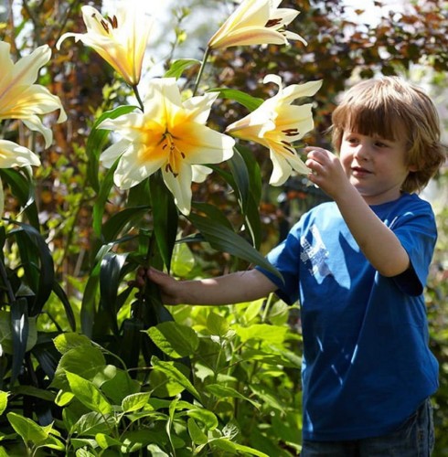 Przejdź do produktu Lilia drzewiasta High Tea biało-żółta 3szt 1975