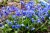 scilla-siberica-blue-niebieska-cebulica.jpg