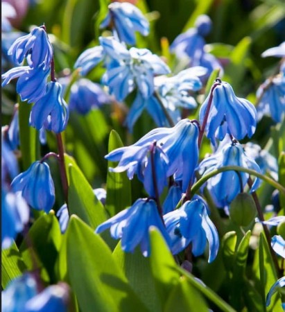 scilla-siberica-niebieska-cebulica.jpg