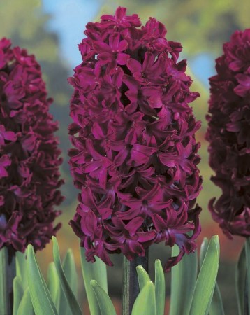 hiacynt-woodstock-bordowy-cebule-hiacyntow.jpg