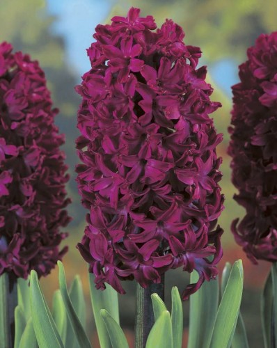 Przejdź do produktu Hiacynt Woodstock bordowy pachnący 10szt cebulki hiacyntów 1110