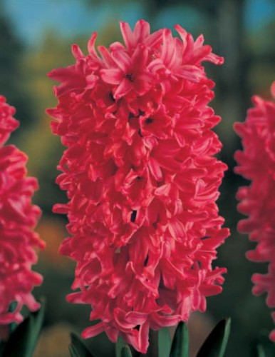 Przejdź do produktu Hiacynt Amsterdam czerwony pachnący 10szt cebulki hiacyntów 1105