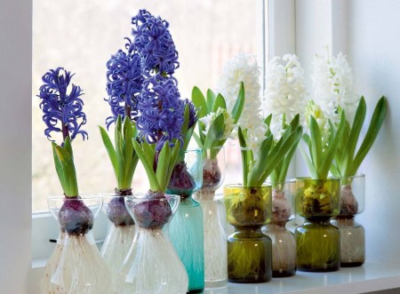hiacynty-w-domu.jpg