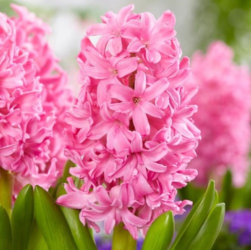 Przejdź do produktu Hiacynt Pink Pearl różowy pachnący 10szt cebulki hiacyntów 1109