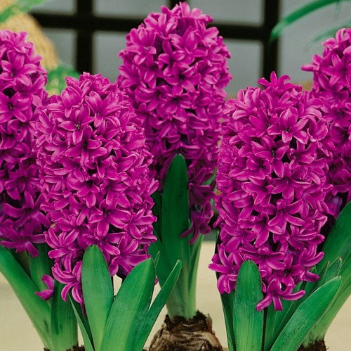 Przejdź do produktu Hiacynt Miss Saigon 10szt cebulki hiacyntów 1123