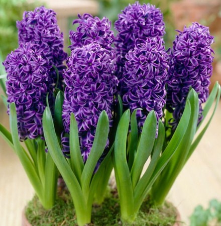 hiacynt-purple-sensation-cebule-hiacyntow.jpg