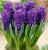 hiacynt-purple-sensation-cebule-hiacyntow.jpg