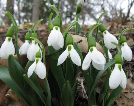 galanthus-elwesii.jpg