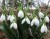 galanthus-elwesii.jpg