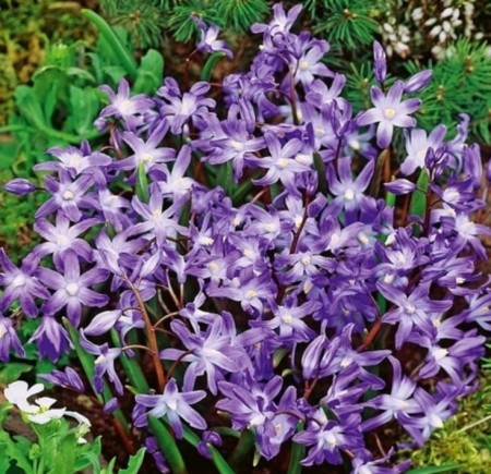 snieznik-chionodoxa-luciliae.jpg
