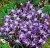 snieznik-chionodoxa-luciliae.jpg