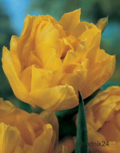 Przejdź do produktu Tulipan pełny Monte Carlo zestaw 20 szt cebul 1352