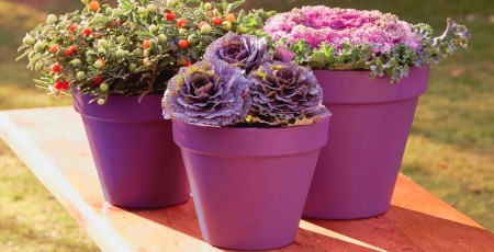 lawendowe-wzgorze-viva-garden.jpg