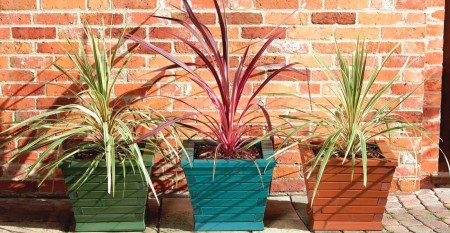 niebieska-funkia-viva-garden.jpg