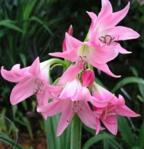 Przejdź do produktu Krynia Krinum Crinum Powellii amarylis ogrodowy cebula 1szt 