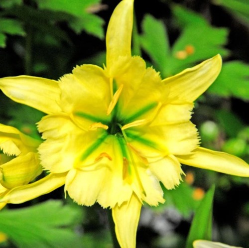 Przejdź do produktu Ismena żółta pachnąca błonczatka Sulphur Queen 3szt