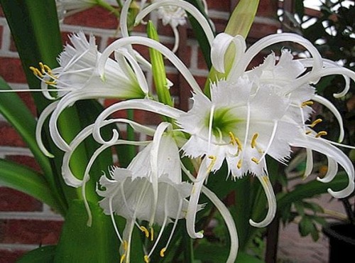 Przejdź do produktu Ismena błonczatka biała pachnąca peruwiański żonkil 5szt 1449