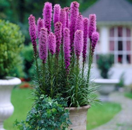 Przejdź do produktu Liatra kłosowa wabi motyle fioletowa cebule 20szt 1465