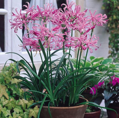 Przejdź do produktu Nerine bowdeni różowa nerina cebulki 5szt 1490