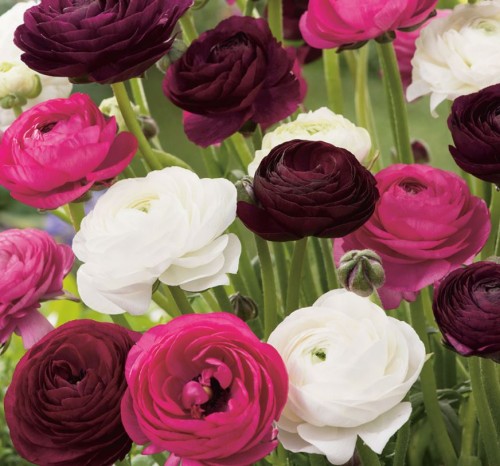 Przejdź do produktu Jaskier ranunkulus mieszanka ROMANTYCZNA 30szt