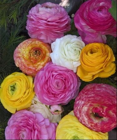 Przejdź do produktu Jaskier ranunkulus mieszanka PASTELOWA 30szt