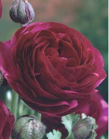 Przejdź do produktu Jaskier purpurowy cebulki ranunkulus 30szt 1854